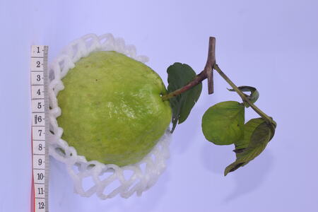 Guava export