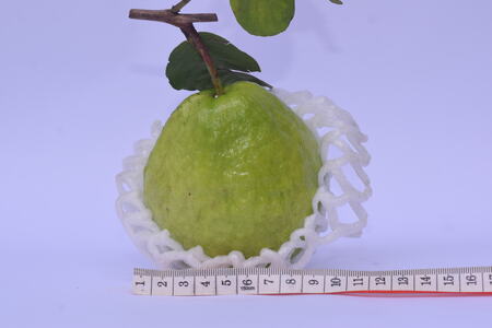Guava crates