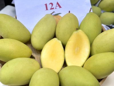 Export ready mango crates